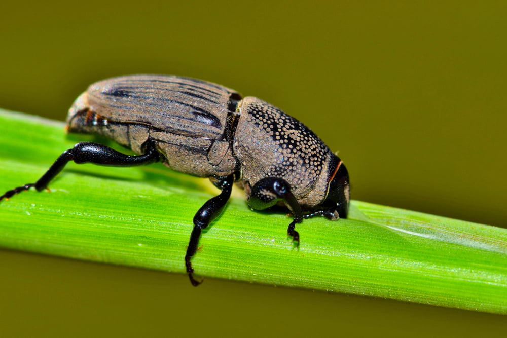 single billbug eating
