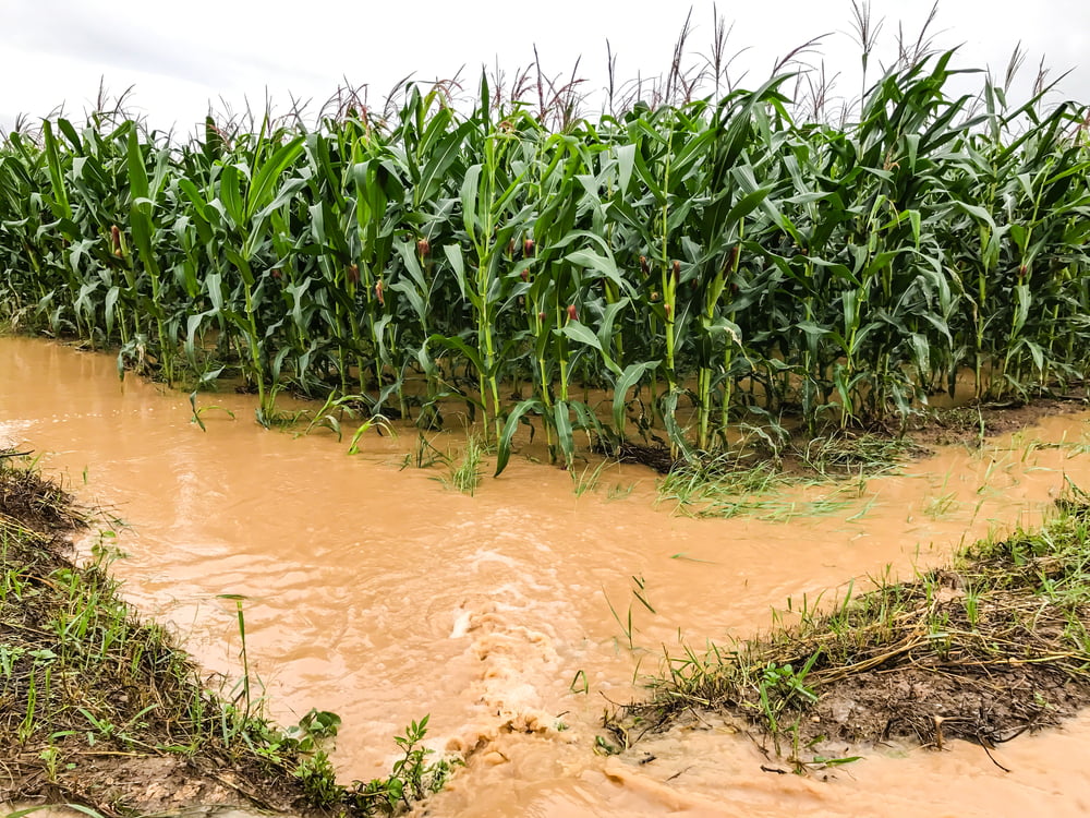 flooded corn