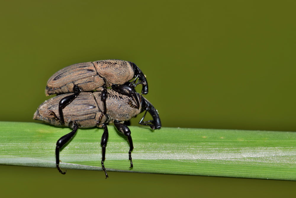 mating billbugs